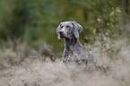 Weimaraner H�ndin
