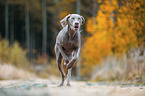 Weimaraner H�ndin