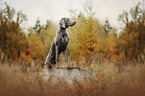 Weimaraner H�ndin