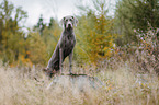 Weimaraner H�ndin