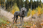 Weimaraner H�ndin