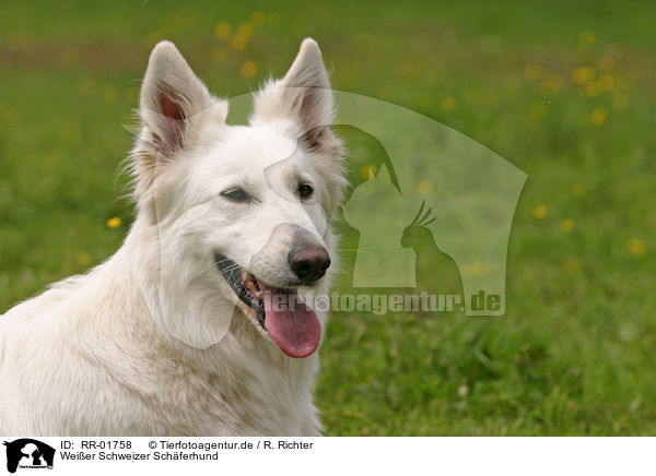 Weier Schweizer Schferhund / White Swiss Shepherd Portrait / RR-01758