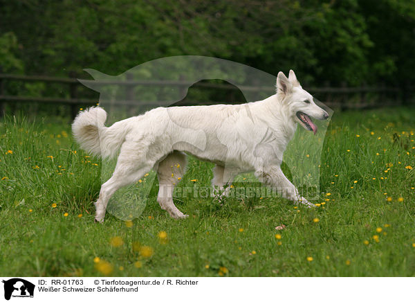 Weier Schweizer Schferhund / RR-01763