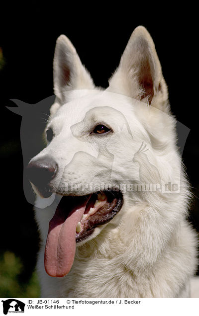 Weier Schferhund / white Shepherd / JB-01146
