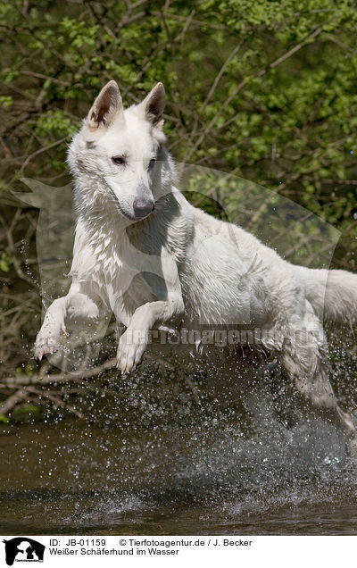 Weier Schferhund im Wasser / JB-01159