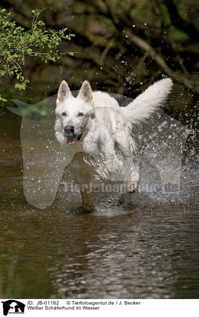 Weier Schferhund im Wasser / JB-01162