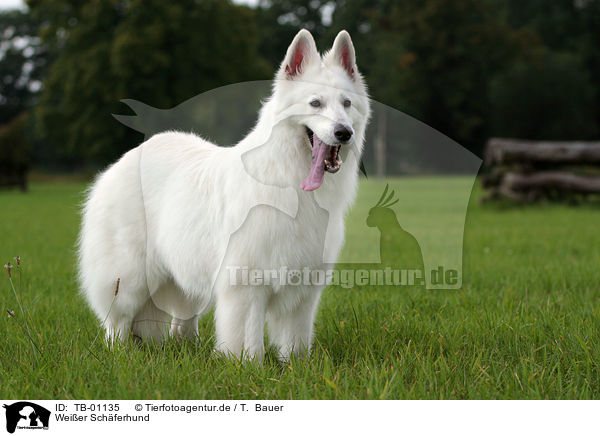 Weier Schferhund / White Shepherd / TB-01135