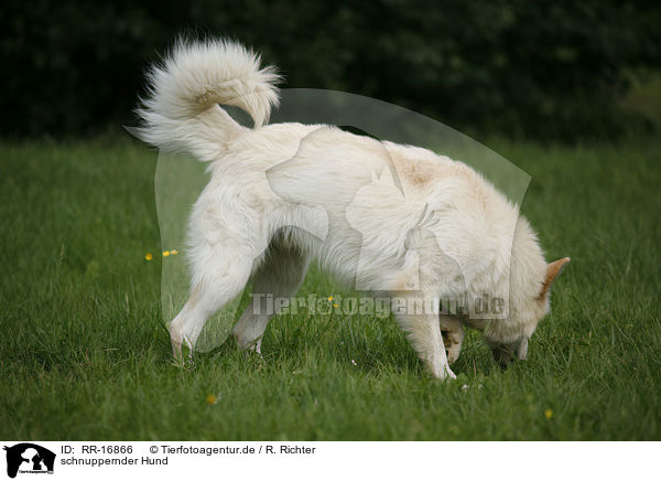 schnuppernder Hund / snuffling dog / RR-16866