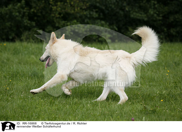 rennender Weier Schferhund / running White Shepherd / RR-16868
