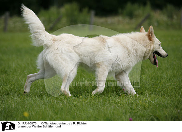rennender Weier Schferhund / running White Shepherd / RR-16870