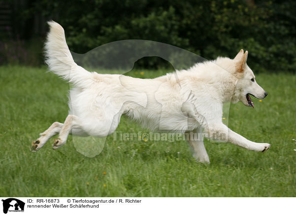 rennender Weier Schferhund / running White Shepherd / RR-16873