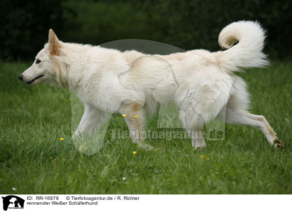 rennender Weier Schferhund / running White Shepherd / RR-16878