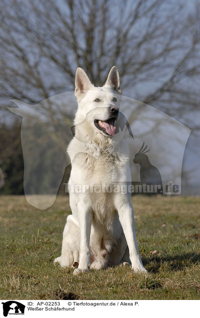 Weier Schferhund / AP-02253