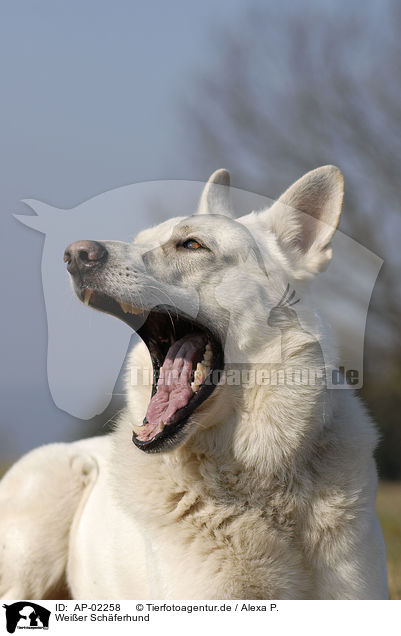 Weier Schferhund / AP-02258