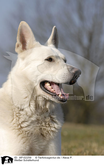 Weier Schferhund / AP-02259