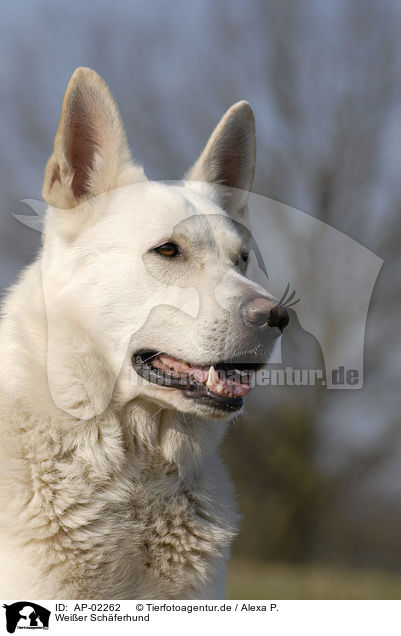 Weier Schferhund / white shepherd / AP-02262