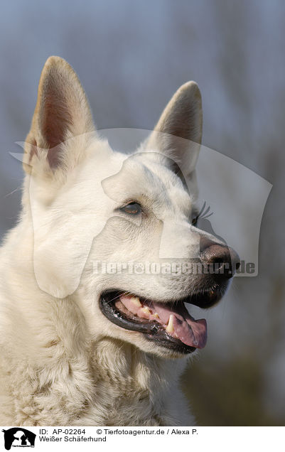 Weier Schferhund / white shepherd / AP-02264