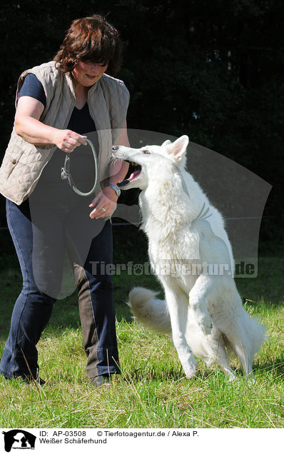 Weier Schferhund / AP-03508