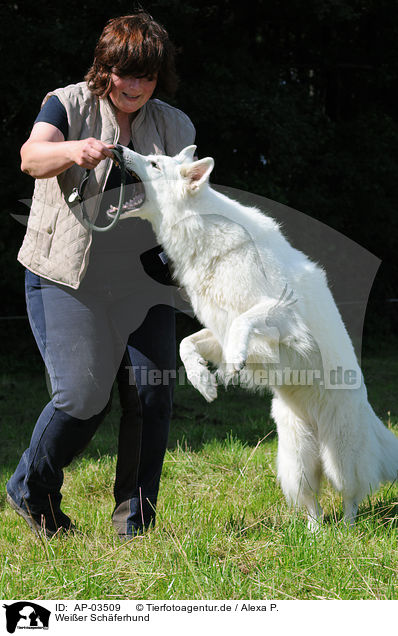 Weier Schferhund / AP-03509