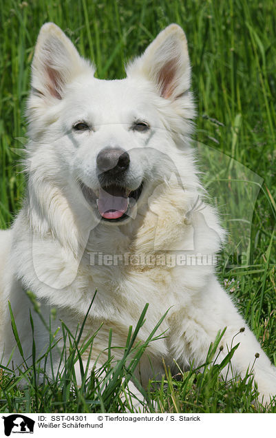 Weier Schferhund / white shepherd / SST-04301