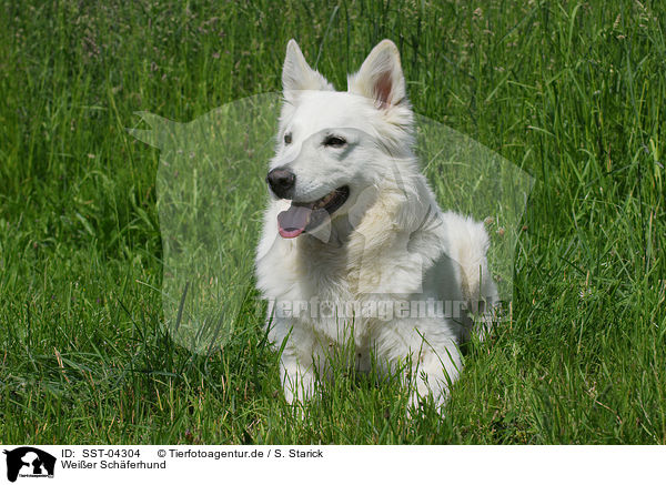 Weier Schferhund / white shepherd / SST-04304
