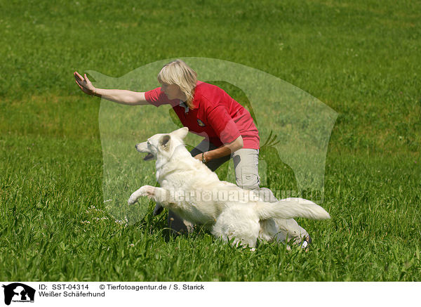 Weier Schferhund / white shepherd / SST-04314