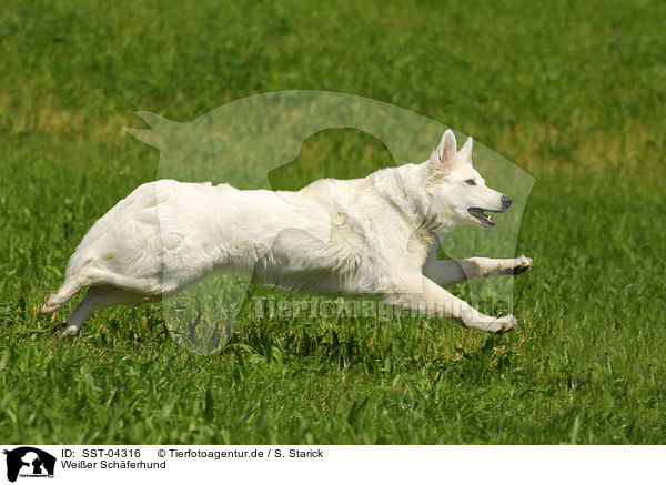 Weier Schferhund / white shepherd / SST-04316