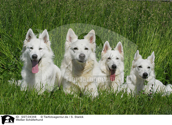 Weier Schferhund / SST-04348