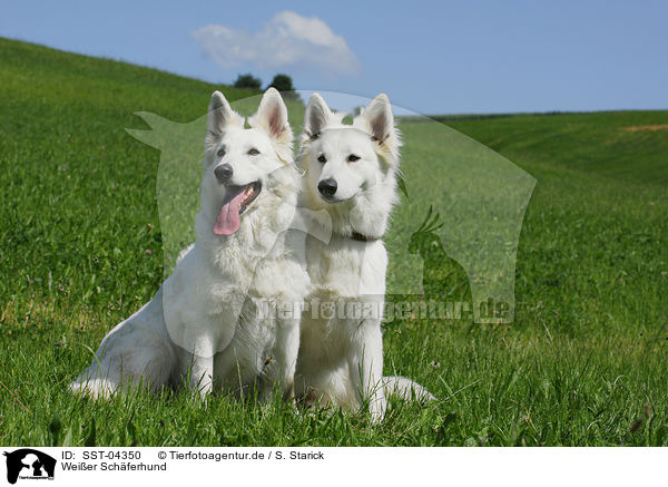 Weier Schferhund / white shepherd / SST-04350