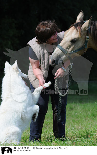 Pferd und Hund / AP-03513