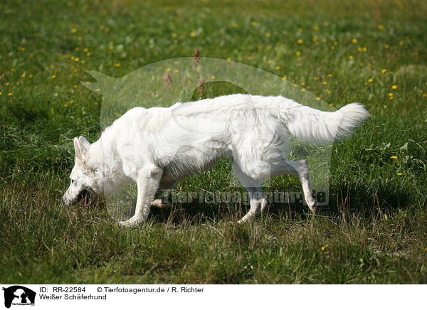 Weier Schferhund / White Shepherd / RR-22584