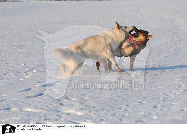 spielende Hunde / playing dogs / AP-04355