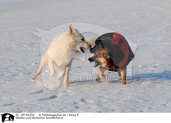 Weier und Deutscher Schferhund / white and german shepherd / AP-04356