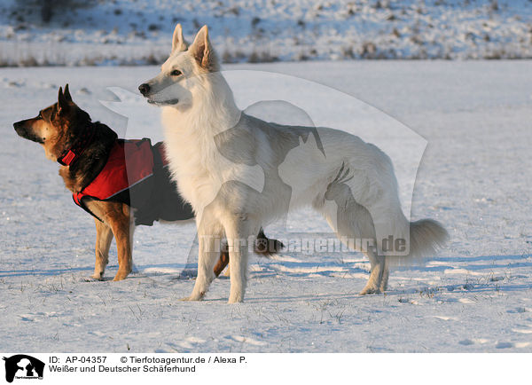 Weier und Deutscher Schferhund / white and german shepherd / AP-04357