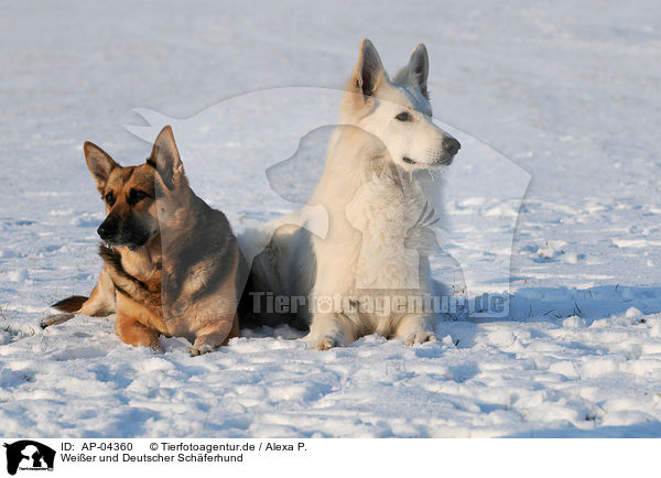 Weier und Deutscher Schferhund / AP-04360