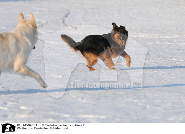 Weier und Deutscher Schferhund / AP-04361