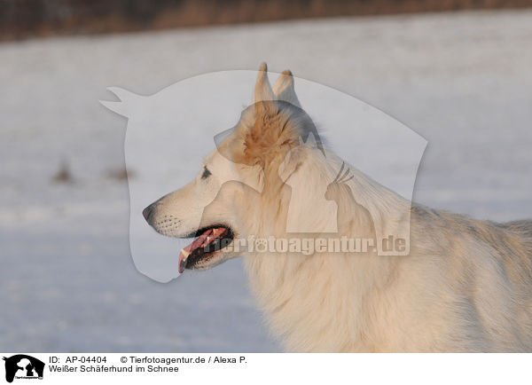 Weier Schferhund im Schnee / AP-04404