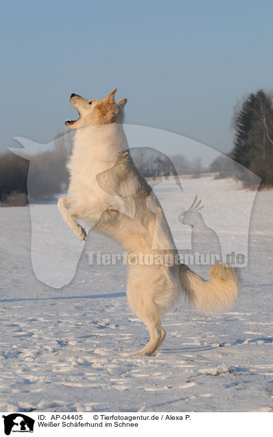 Weier Schferhund im Schnee / AP-04405