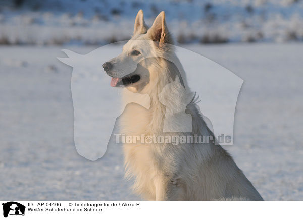 Weier Schferhund im Schnee / AP-04406