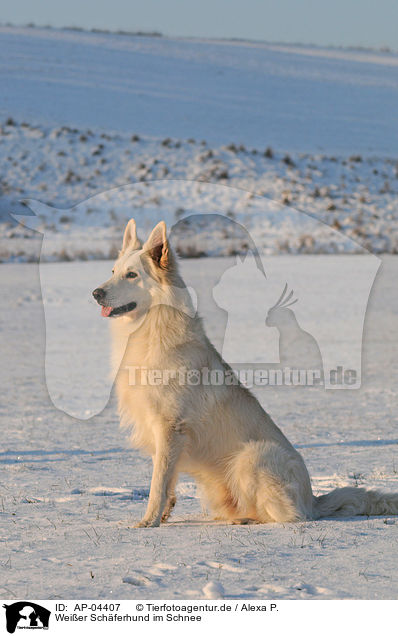 Weier Schferhund im Schnee / AP-04407