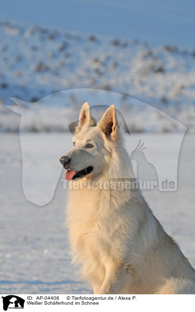Weier Schferhund im Schnee / AP-04408