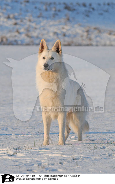 Weier Schferhund im Schnee / AP-04410