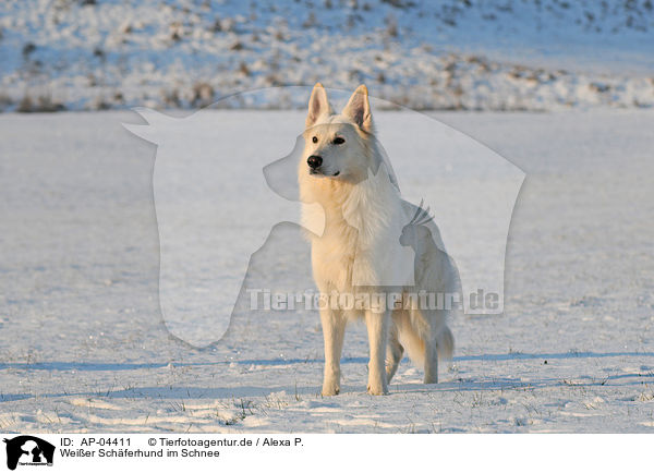 Weier Schferhund im Schnee / white shepherd in snow / AP-04411