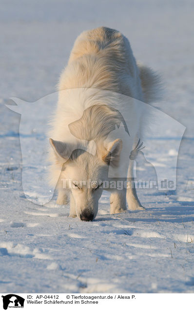 Weier Schferhund im Schnee / AP-04412