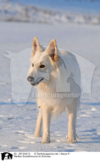 Weier Schferhund im Schnee / white shepherd in snow / AP-04413