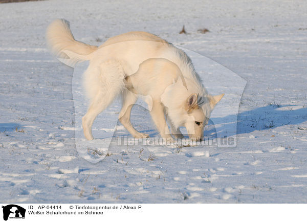 Weier Schferhund im Schnee / AP-04414