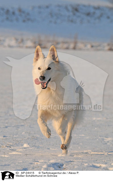 Weier Schferhund im Schnee / AP-04415