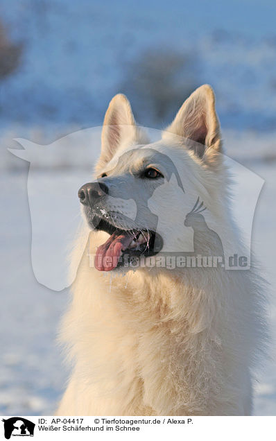Weier Schferhund im Schnee / AP-04417