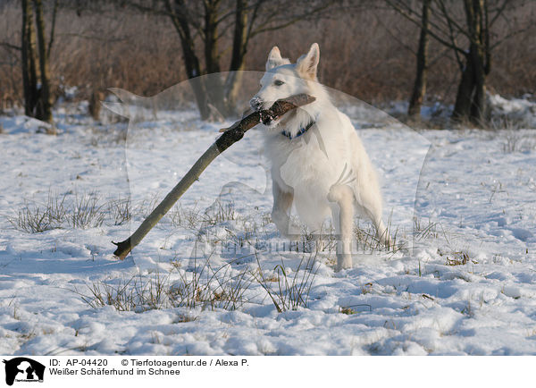 Weier Schferhund im Schnee / white shepherd in snow / AP-04420
