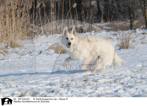 Weier Schferhund im Schnee / AP-04423